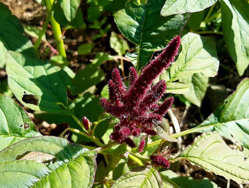 Arroche des jardins (ou légume faux épinard) : cultivez l’élégance et la saveur dans votre potager