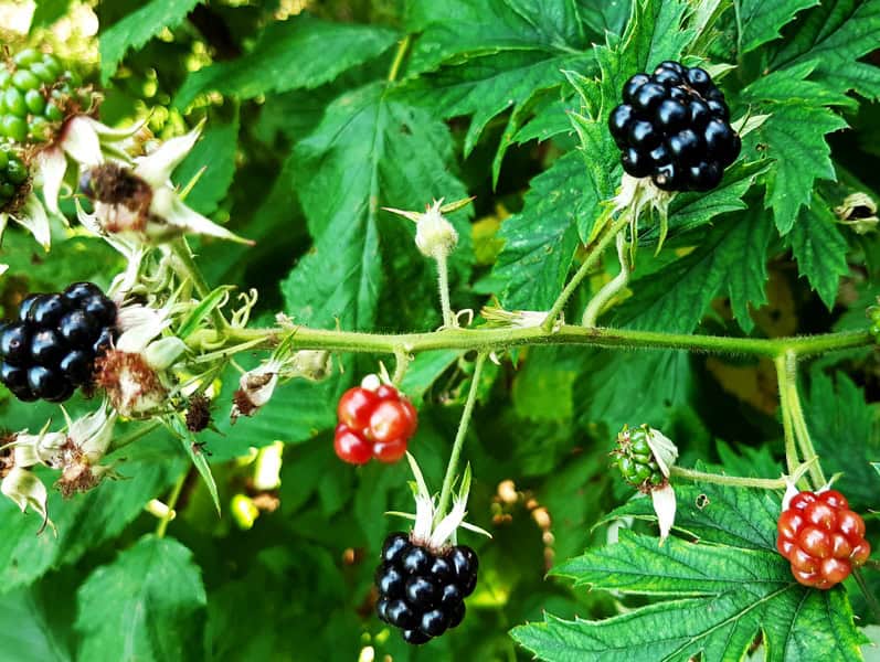 Les mûriers sans épines Triple Crown ou Rubus fruticosus (mûrier ronce qui donne des mûres géantes sans les épines)