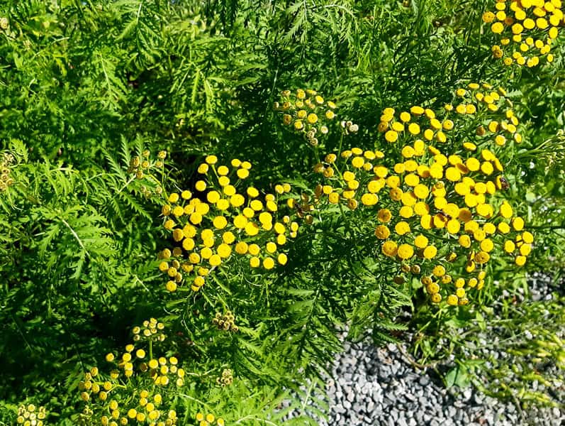 La tanaisie au jardin, un insecticide naturel aux propriétés médicinales. Pourquoi et comment utiliser la tanaisie au potager ?